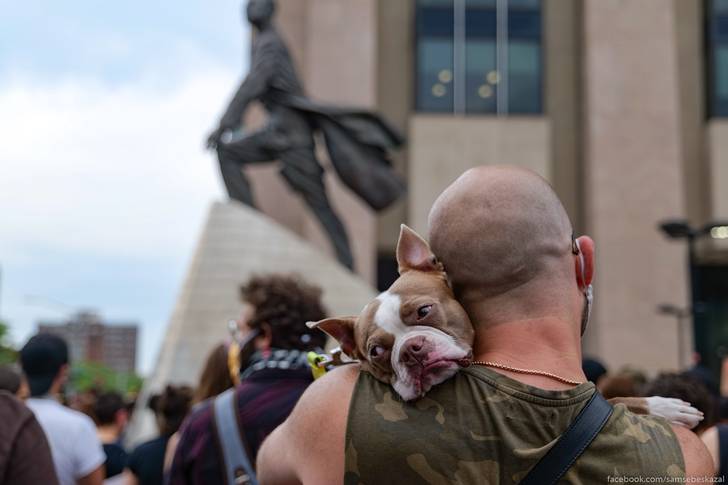A photo of a dog at a George Floyd protest